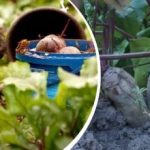 Enkel åtgärd i augusti: en trädgårdsmästare delade med sig av hur man gör rödbetor söta och saftiga Enkel åtgärd i augusti: en trädgårdsmästare delade med sig av