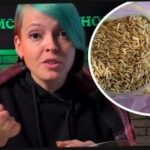 Hur man väljer ciderväxter och överraskar dina grannar med en skörd: en trädgårdsmästare gav effektiva tips Hur man väljer ciderväxter och överraskar dina grannar med en