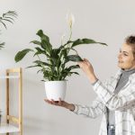 Spathiphyllum kommer att blomstra och växa i flera år: hur och när man ska transplantera den korrekt Spathiphyllum kommer att blomstra och växa i flera år: hur