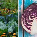 Varför kålen vissnar i rabatten: det handlar om grannarna Varför kålen vissnar i rabatten: det handlar om grannarna