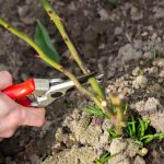 Vilka växter ska alltid beskäras i december: trädgårdsmästare har namngivit 10 Vilka växter ska alltid beskäras i december: trädgårdsmästare har namngivit