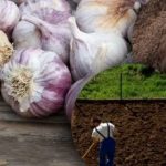 Vinter vitlök gillar det inte: trädgårdsmästaren upptäckte hemligheten med den perfekta sängen för vintern Vinter vitlök gillar det inte: trädgårdsmästaren upptäckte hemligheten med den